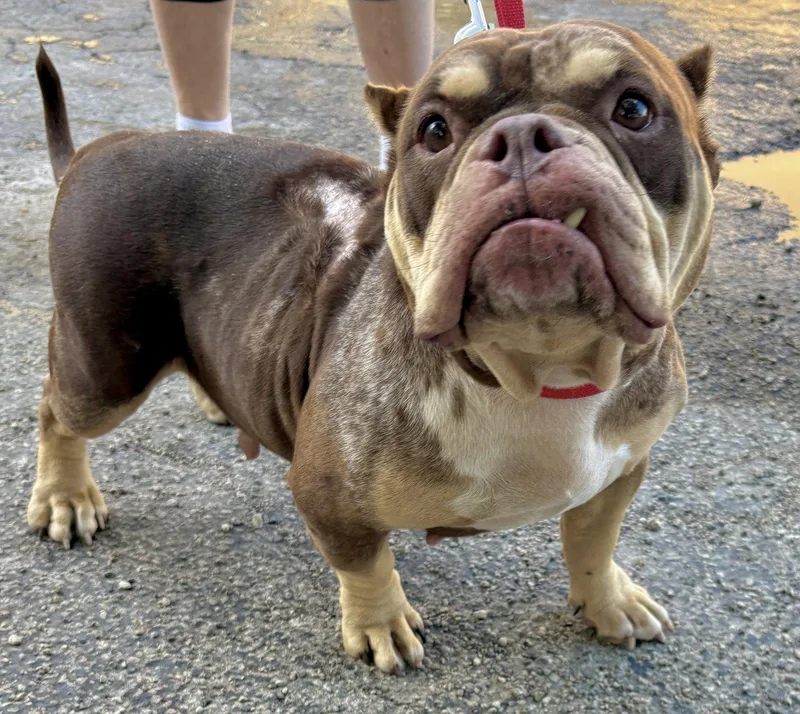 An adult medium-sized female American Bulldog dog named Grace for adoption in Margate, FL