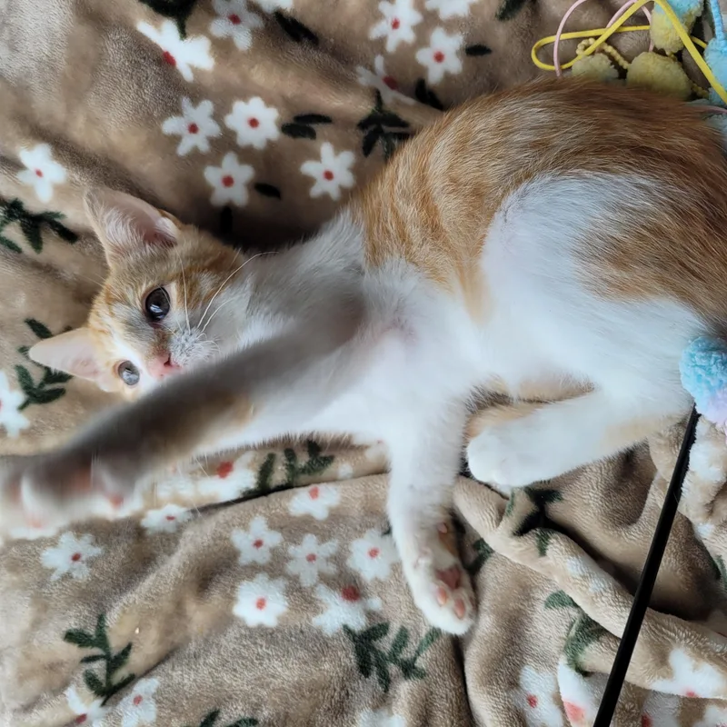 A baby medium-sized male Orange & White Domestic Short Hair cat named Muggy for adoption in Indianapolis, IN