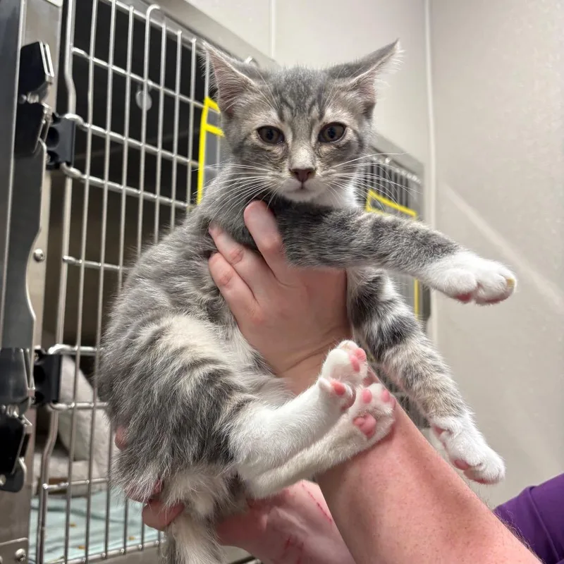 A baby small-sized male Gray / Blue / Silver Domestic Short Hair cat named Furby for adoption in Morganton, NC