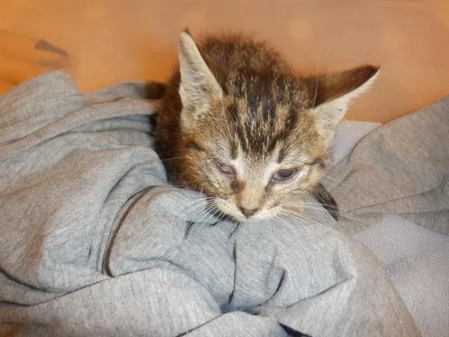 A baby small-sized female Domestic Short Hair cat named Taffy for adoption in San Jose, CA