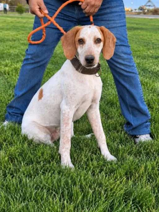 An adult medium-sized male Hound dog named Bob for adoption in North Bend, WA