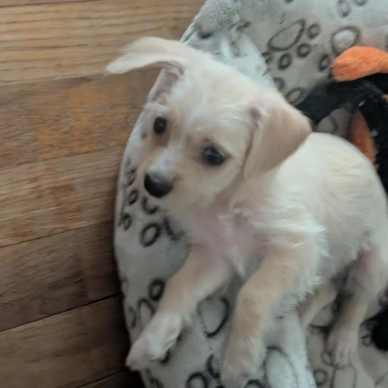 A baby small-sized male White / Cream Poodle (Toy) dog named Gino for adoption in Ephrata, WA