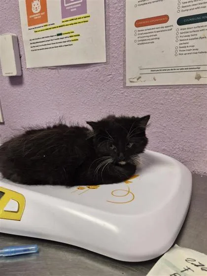 A baby small-sized female Black Domestic Medium Hair cat named 61055550 for adoption in El Paso, TX