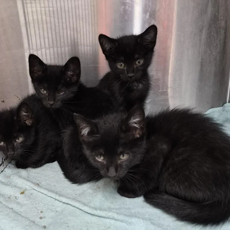 A baby small-sized male Black Domestic Short Hair cat named Ashley k for adoption in Natick, MA