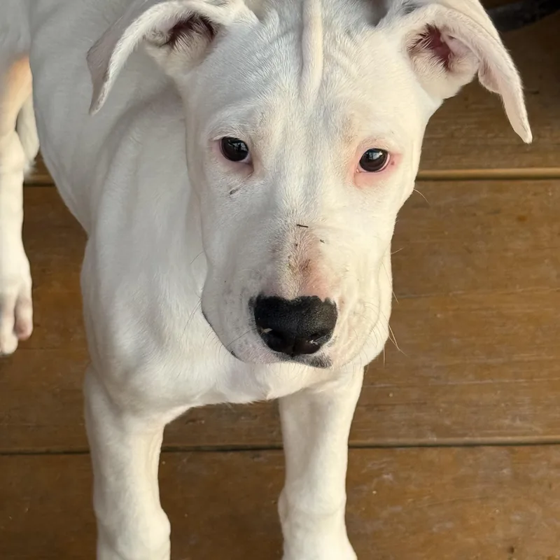 A baby medium-sized female American Bulldog dog named Macy for adoption in Krum, TX