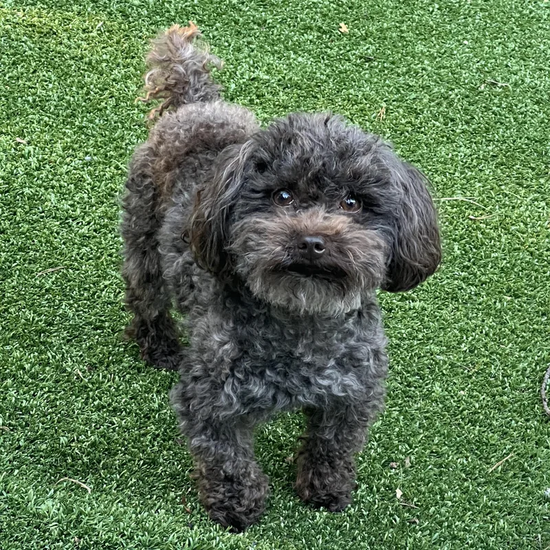 An adult small-sized male Poodle dog named Ollie for adoption in High Point, NC
