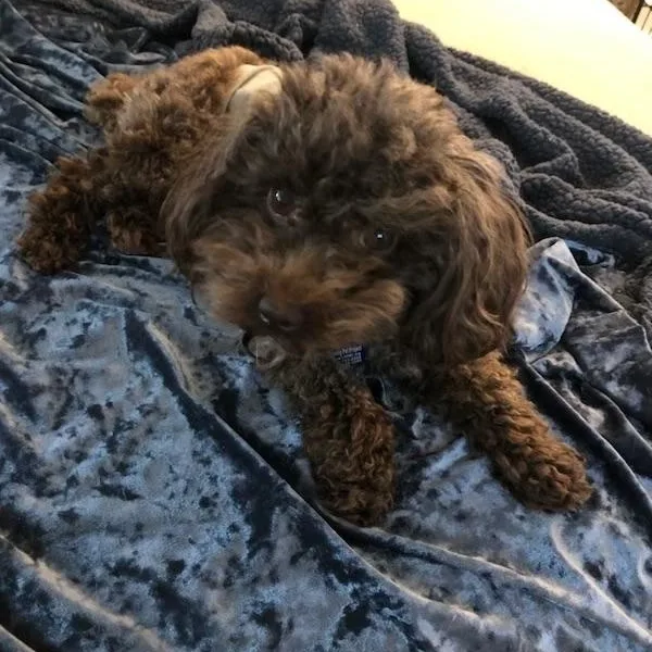 Ollie thumbnail 2