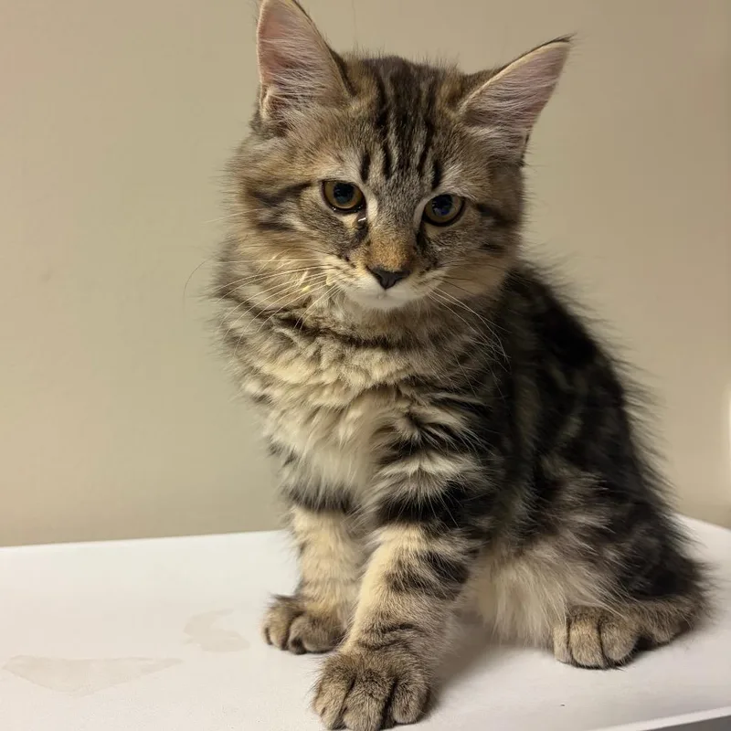 A baby small-sized female Domestic Medium Hair cat named Sana for adoption in Reno, NV