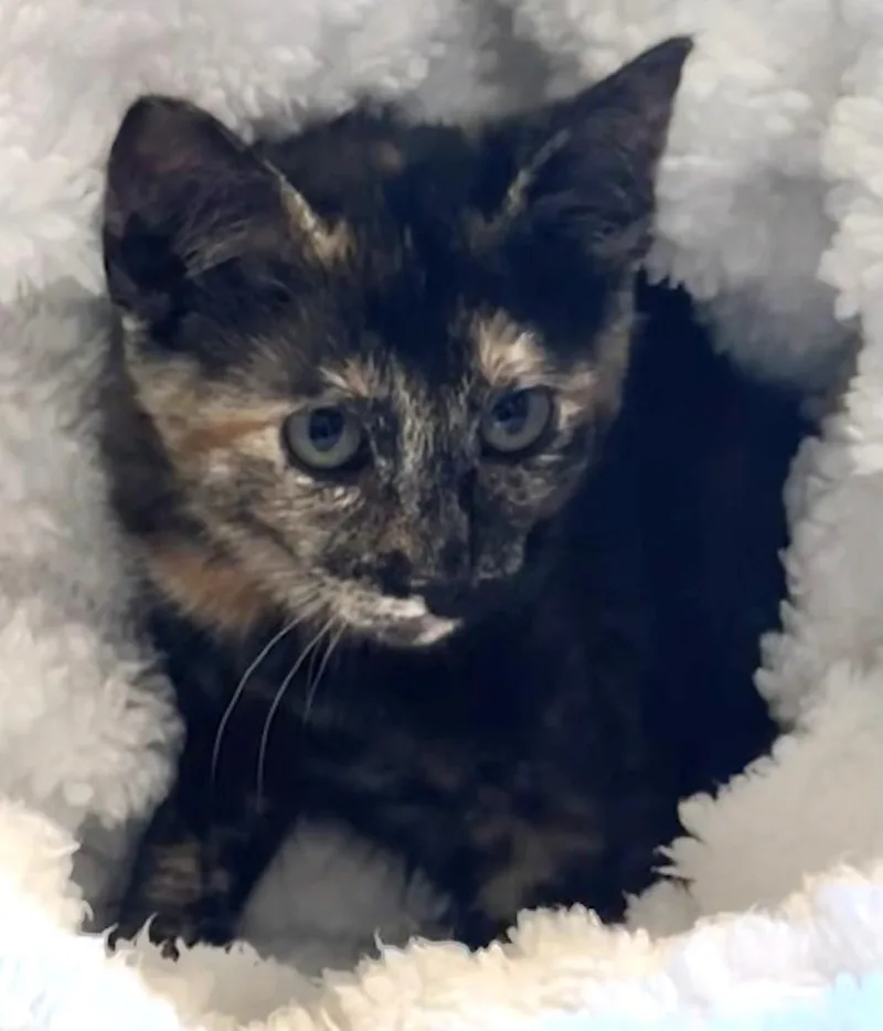 A baby medium-sized female Tortoiseshell cat named Kona for adoption in Bow, WA