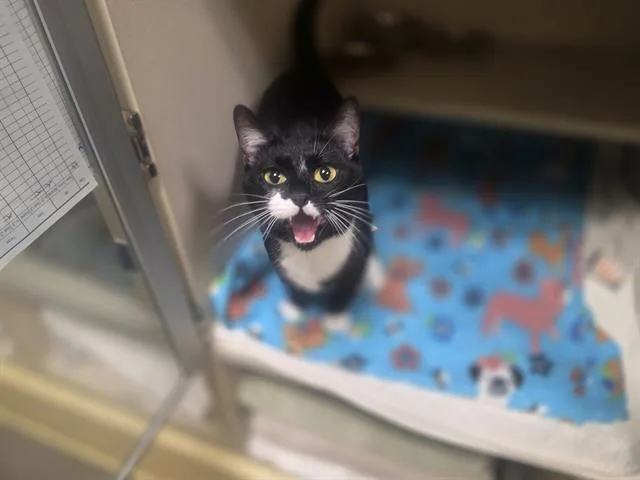 A young small-sized female Domestic Short Hair cat named Keto Bars for adoption in Denver, CO