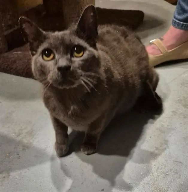A young large-sized female Domestic Short Hair cat named Lady Grey for adoption in Augusta, GA