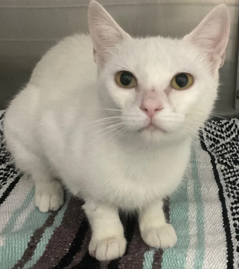 An adult medium-sized female White Domestic Short Hair cat named Lucy for adoption in Pacific Palisades, CA