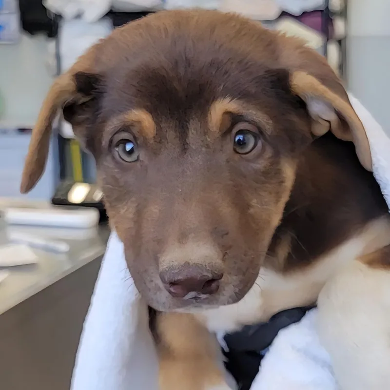 A baby small-sized female Brown / Chocolate Shepherd dog named Truffles for adoption in Parker, CO