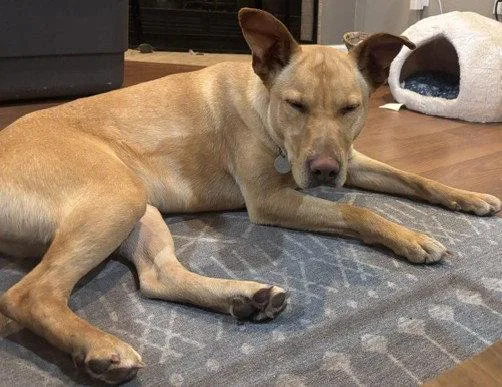 An adult large-sized male Retriever dog named Nash for adoption in Evergreen, CO