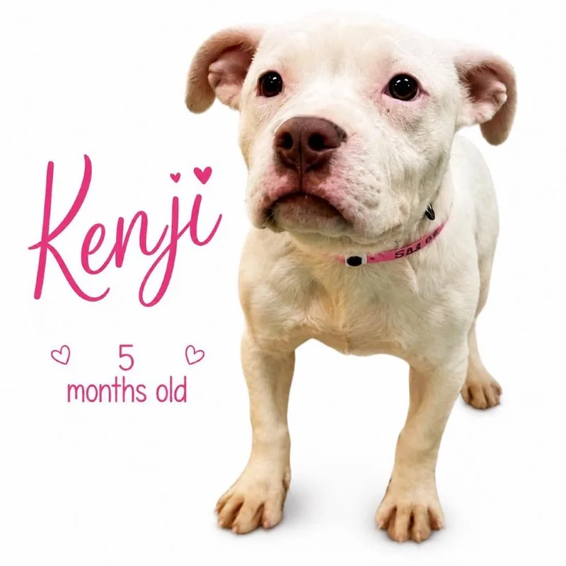 A baby medium-sized female White / Cream Mixed Breed dog named Kenji for adoption in Memphis, TN