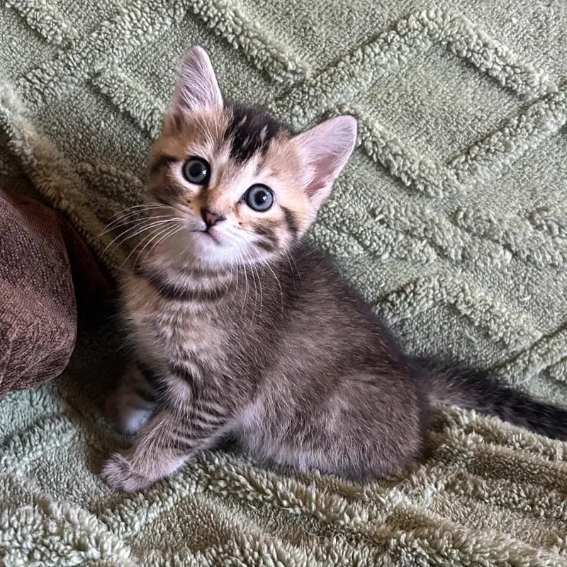 A baby small-sized female Brown / Chocolate Domestic Short Hair cat named Vaggie for adoption in Edwardsville, IL