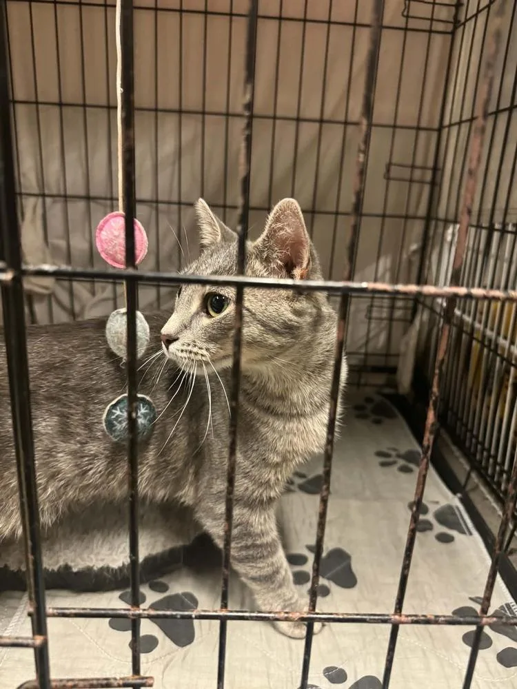 A young small-sized female Gray / Blue / Silver Domestic Short Hair cat named Minnie for adoption in Elyria, OH