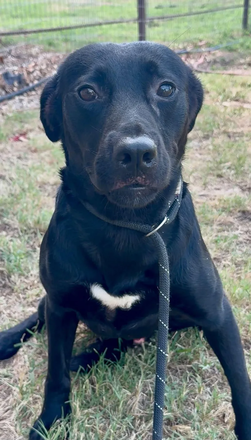 A young medium-sized male Black Labrador Retriever dog named Luke for adoption in Tyler, TX