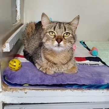 A young medium-sized female Tabby (Brown / Chocolate) Domestic Short Hair cat named Cinnamon Toast for adoption in Hutchinson, MN