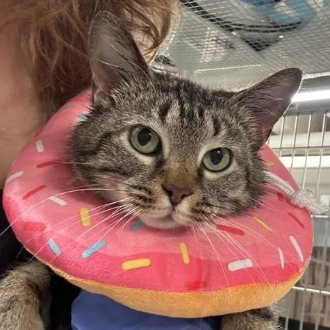 A young medium-sized female Brown / Chocolate Domestic Short Hair cat named Baja Blast for adoption in New York, NY