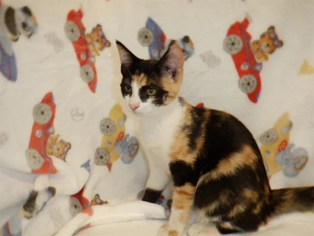 A baby small-sized female Domestic Short Hair cat named Star for adoption in San Jose, CA