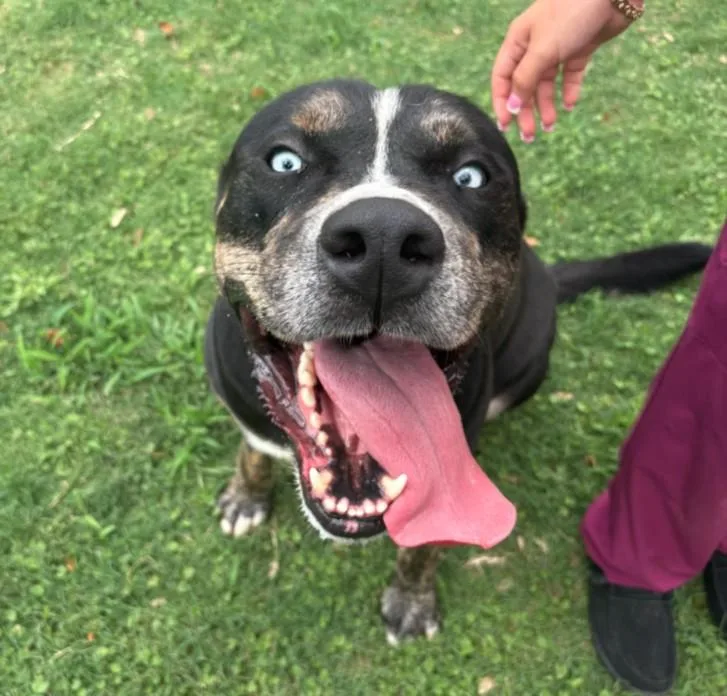 A young large-sized male German Shepherd Dog dog named Hagrid for adoption in Texas City, TX