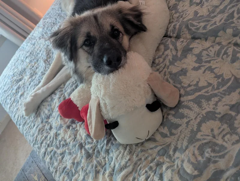 An adult medium-sized male German Shepherd Dog dog named Jensen for adoption in York, PA