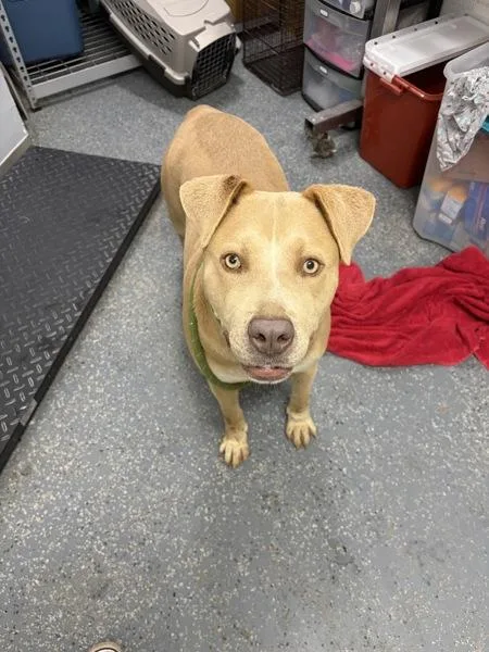 An adult large-sized female Pit Bull Terrier dog named Ciabatta for adoption in Morristown, TN