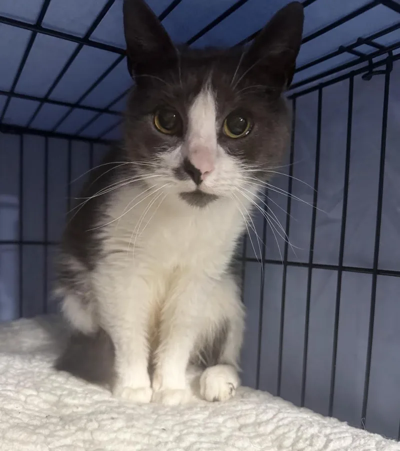 A baby medium-sized female Gray & White Domestic Short Hair cat named Catalina for adoption in New York, NY