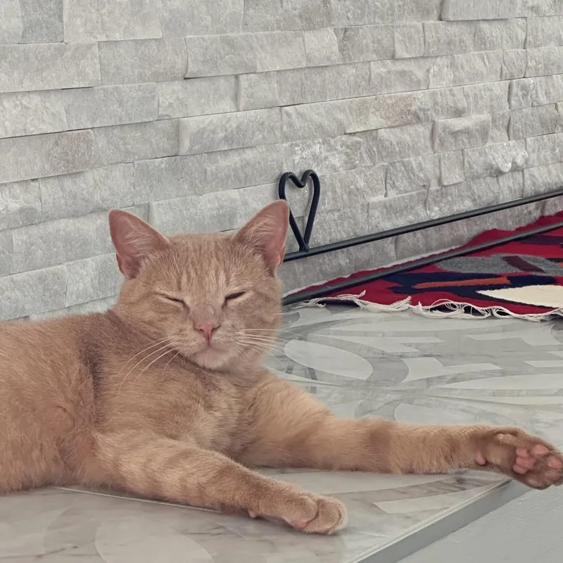 An adult medium-sized male Buff / Tan / Fawn Domestic Short Hair cat named Hendrix for adoption in Chantilly, VA