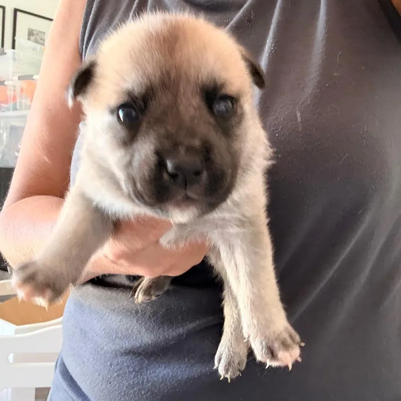A baby medium-sized female English Bulldog dog named Cheyenne for adoption in Sacramento, CA