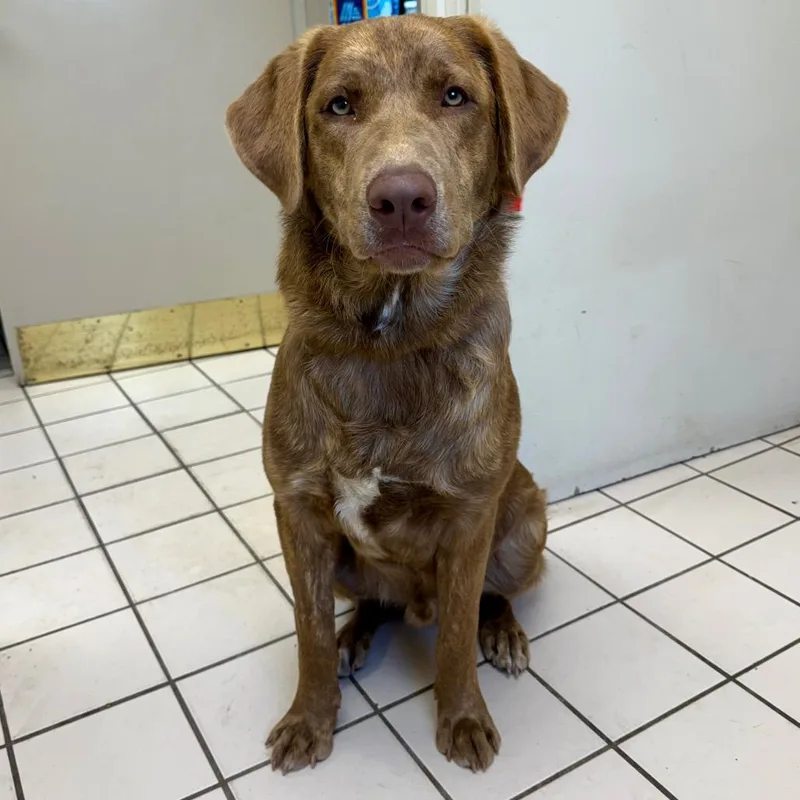 Tuscstray thumbnail 2