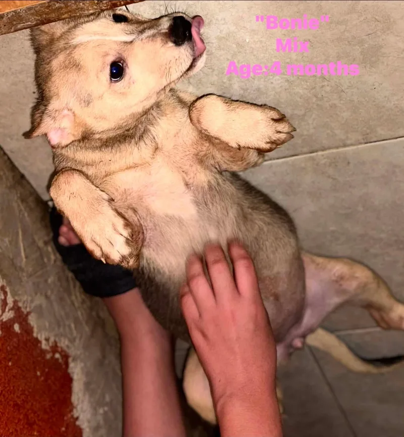 Bonnie