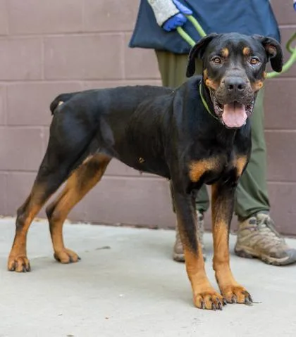 An adult large-sized female Mixed Breed dog named Roxylynn for adoption in Chamblee, GA