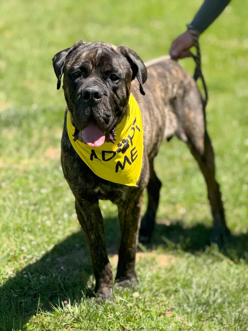 A young extra large-sized male Brindle Boerboel dog named Odin for adoption in Meherrin, VA