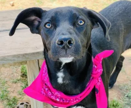 A young medium-sized female Labrador Retriever dog named Gigi $ for adoption in Seneca, SC