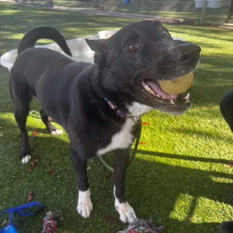 An adult medium-sized male Black Border Collie dog named Bleu for adoption in Henderson, NV