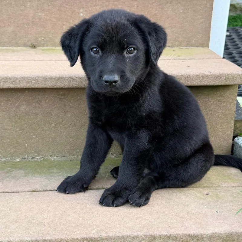 A baby medium-sized male Black Black Labrador Retriever dog named Glover  Artemis Ii for adoption in Alexandria, VA
