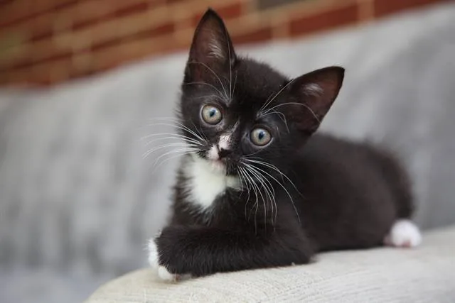 A baby small-sized male Domestic Short Hair cat named Bennett for adoption in Charlotte, NC