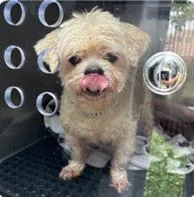 An adult medium-sized male Mixed Breed dog named Eddie Murphy for adoption in West Chester, PA