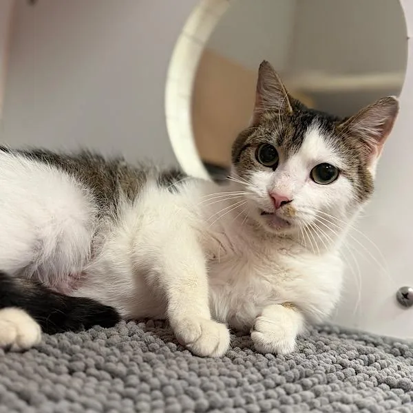 An adult medium-sized female Domestic Short Hair cat named Ginger Spice for adoption in Des Moines, IA