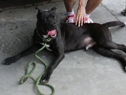 An adult large-sized male Mixed Breed dog named Magnifico for adoption in Chamblee, GA
