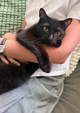 A young medium-sized female Black Domestic Short Hair cat named Bahni for adoption in San Francisco, CA