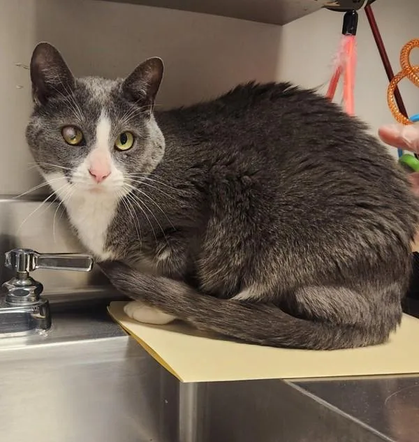 A senior medium-sized female Domestic Short Hair cat named Bella for adoption in Dublin, CA