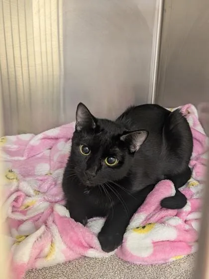 An adult medium-sized female Domestic Short Hair cat named Odette for adoption in Independence, MO