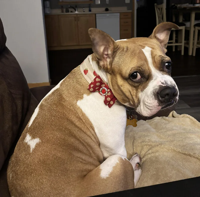 An adult medium-sized female Brown / Chocolate American Bully dog named Mary Pawpins for adoption in Manhattan, KS