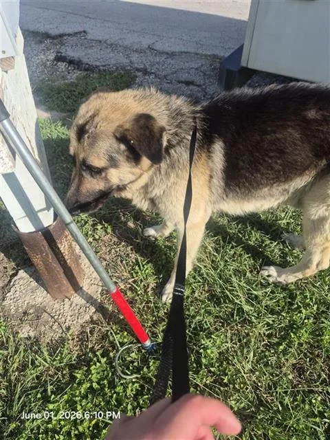 An adult large-sized male German Shepherd Dog dog named Bucky for adoption in San Antonio, TX
