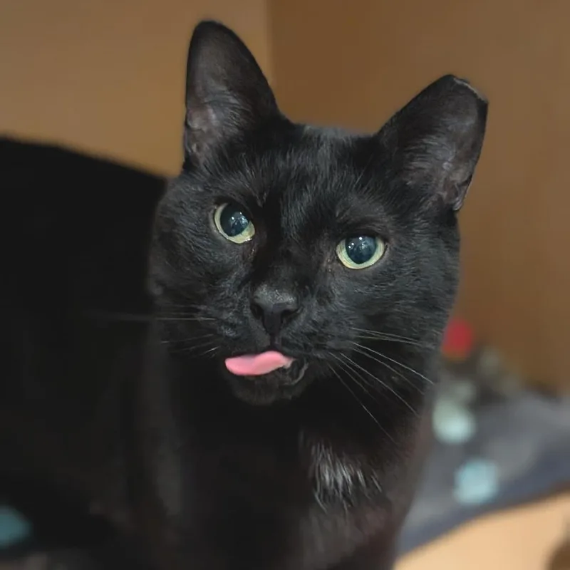 An adult medium-sized male Black Domestic Short Hair cat named Marty for adoption in Washington Township, OH