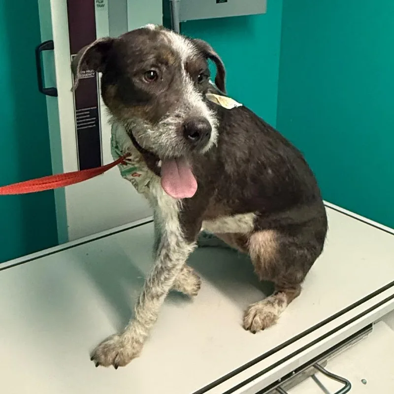 An adult medium-sized male Gray / Blue / Silver Irish Terrier dog named Niko for adoption in Lake Jackson, TX