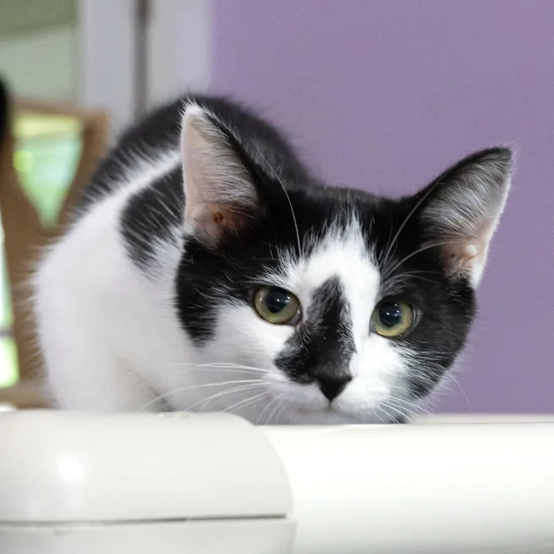 A baby small-sized male Domestic Short Hair cat named Sherwood for adoption in McKean, PA